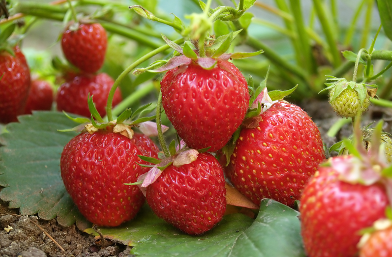 深圳市恒谱生科学仪器有限公司儿:专业水果检测,守护舌尖上的安全!